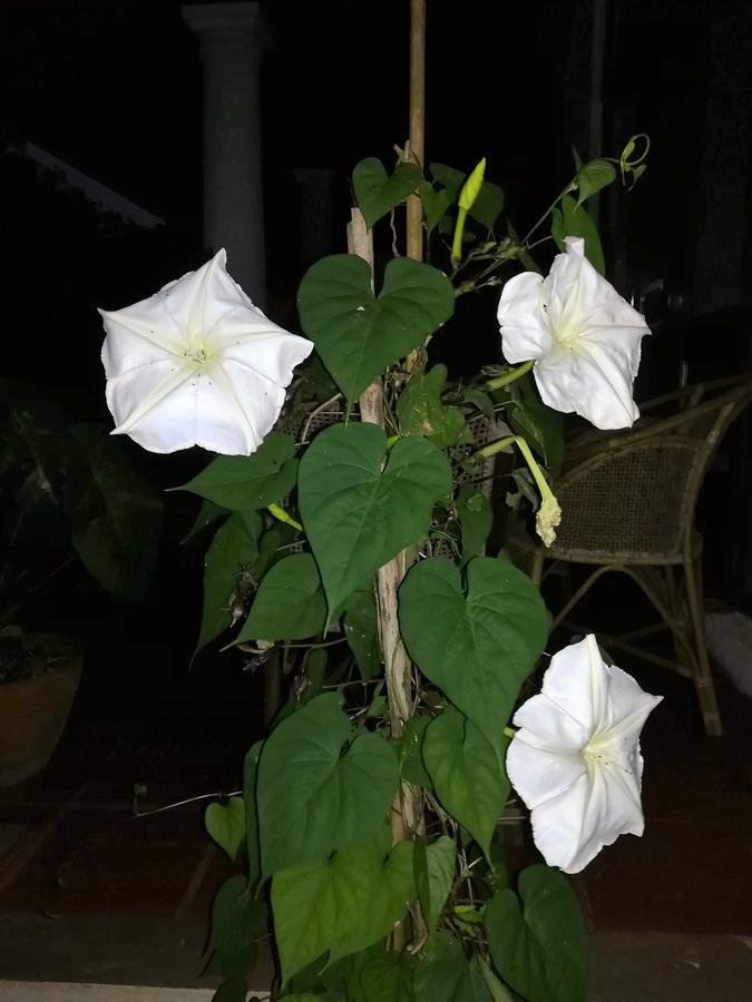 Bed and Breakfast Jungle Tide Канди Экстерьер фото